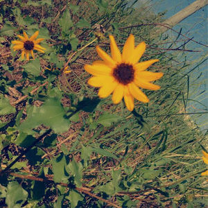 Meet your Posher, Abigail